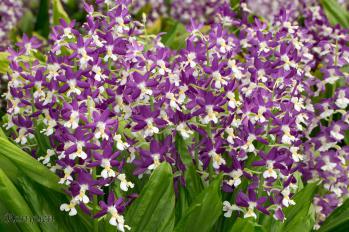 Calanthe Ranyuen