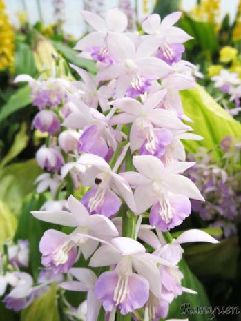 エビネ 蘭裕園 Ranyuen