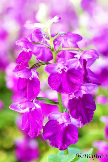 アワチドリ・夢ちどり 蘭裕園 Ranyuen