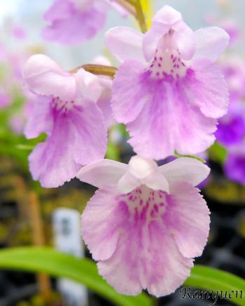 アワチドリ・夢ちどり 蘭裕園 Ranyuen