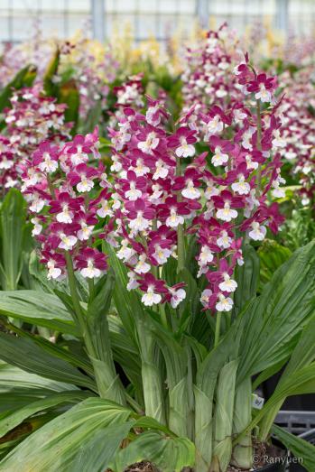 エビネ 蘭裕園 Ranyuen