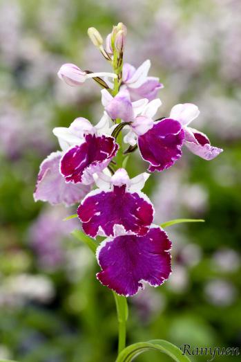 アワチドリ・夢ちどり 蘭裕園 Ranyuen