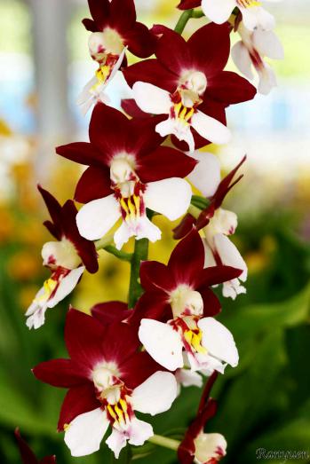 エビネ 蘭裕園 Ranyuen