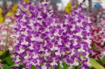 エビネ 蘭裕園 Ranyuen