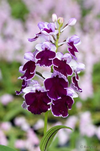 アワチドリ・夢ちどり 蘭裕園 Ranyuen
