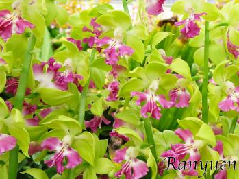 エビネ 蘭裕園 Ranyuen