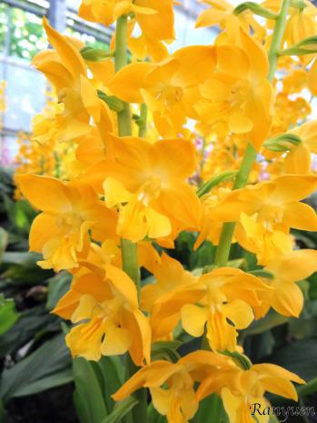 エビネ 蘭裕園 Ranyuen