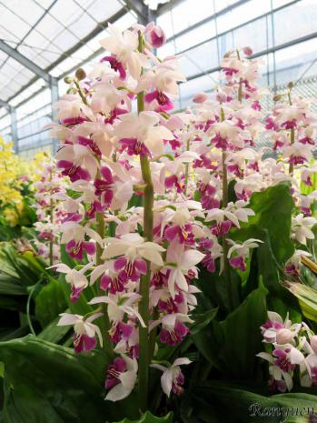 エビネ 蘭裕園 Ranyuen