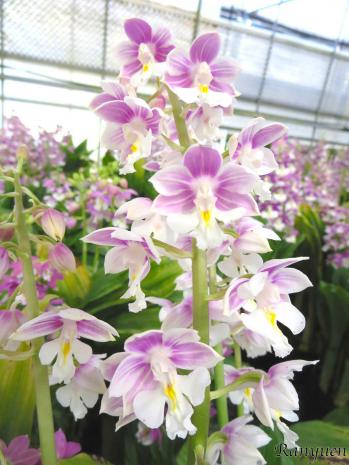 エビネ 蘭裕園 Ranyuen