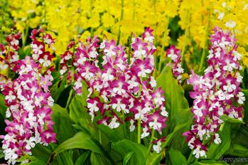 エビネ 蘭裕園 Ranyuen