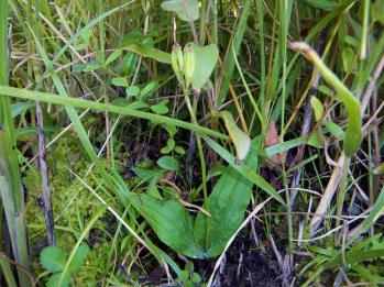 ササバラン 蘭裕園 Ranyuen