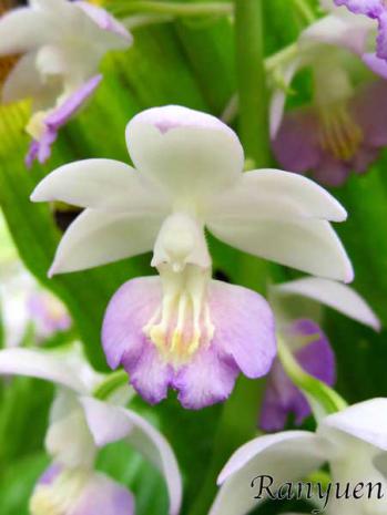 エビネ 蘭裕園 Ranyuen