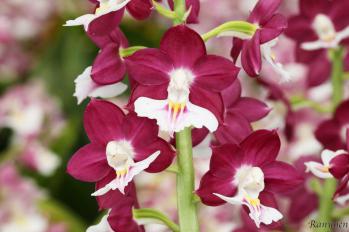 エビネ 蘭裕園 Ranyuen