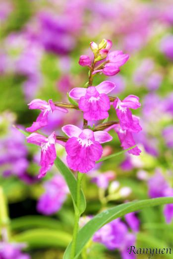 アワチドリ・夢ちどり 蘭裕園 Ranyuen