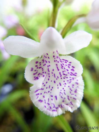 アワチドリ・夢ちどり 蘭裕園 Ranyuen