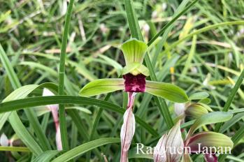 春蘭 蘭裕園 Ranyuen