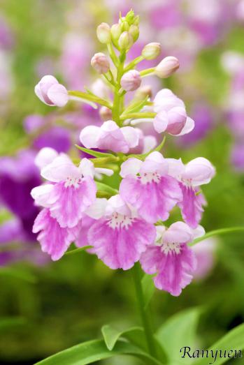 アワチドリ・夢ちどり 蘭裕園 Ranyuen