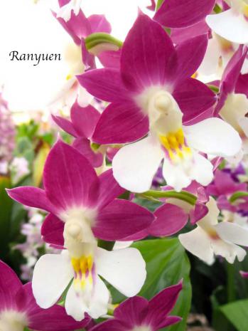 エビネ 蘭裕園 Ranyuen