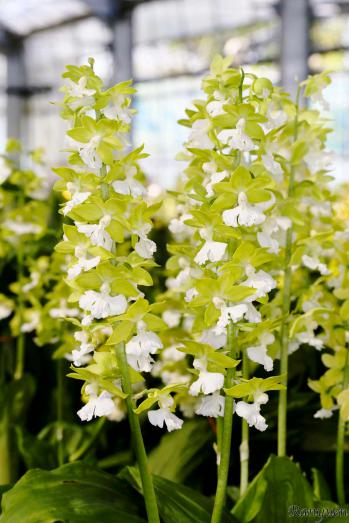 エビネ 蘭裕園 Ranyuen