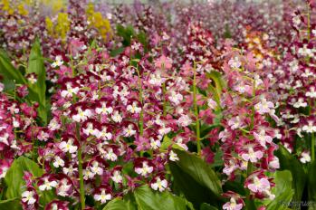 エビネ 蘭裕園 Ranyuen