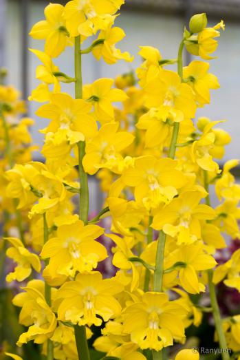 エビネ 蘭裕園 Ranyuen