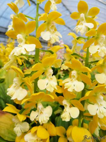 エビネ 蘭裕園 Ranyuen