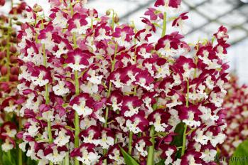 エビネ 蘭裕園 Ranyuen