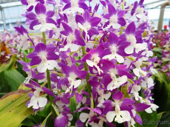 エビネ 蘭裕園 Ranyuen