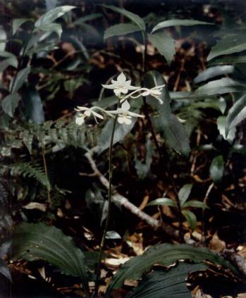 オナガエビネ 蘭裕園 Ranyuen