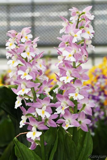 エビネ 蘭裕園 Ranyuen