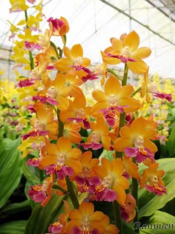 エビネ 蘭裕園 Ranyuen