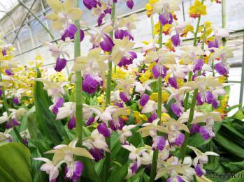 エビネ 蘭裕園 Ranyuen