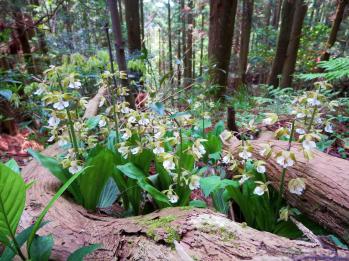 ジエビネ 蘭裕園 Ranyuen