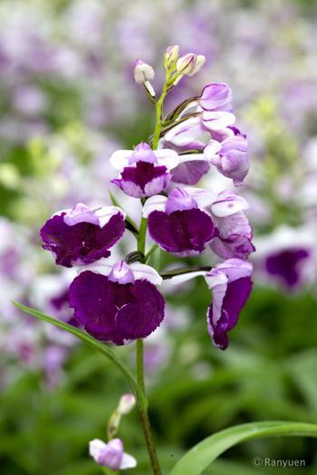 アワチドリ・夢ちどり 蘭裕園 Ranyuen