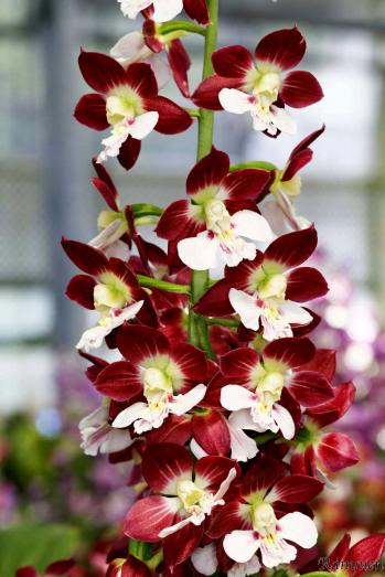 エビネ 蘭裕園 Ranyuen