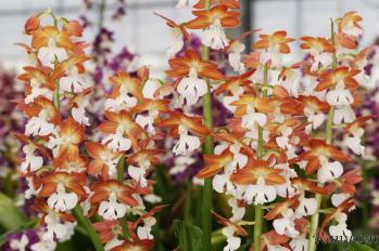 エビネ 蘭裕園 Ranyuen