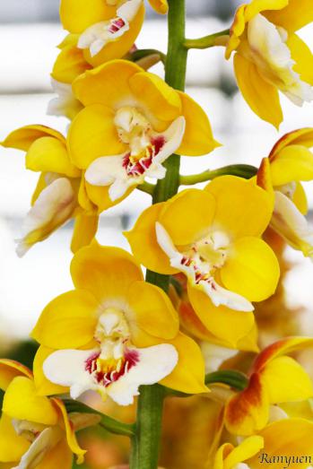 エビネ 蘭裕園 Ranyuen