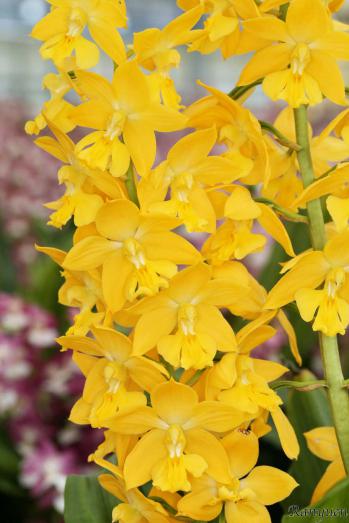 エビネ 蘭裕園 Ranyuen