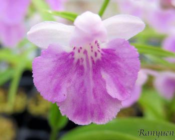 アワチドリ・夢ちどり 蘭裕園 Ranyuen