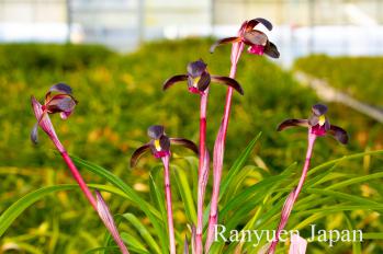 春蘭 蘭裕園 Ranyuen