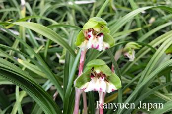 春蘭 蘭裕園 Ranyuen