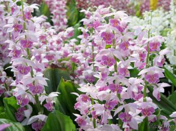 エビネ 蘭裕園 Ranyuen