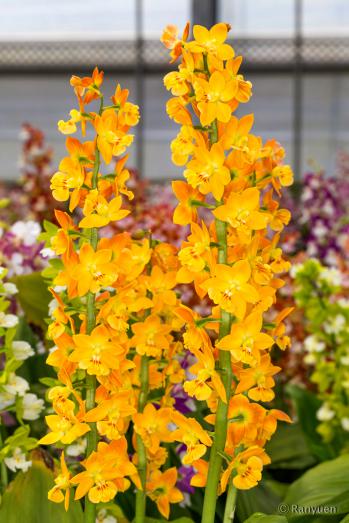 エビネ 蘭裕園 Ranyuen