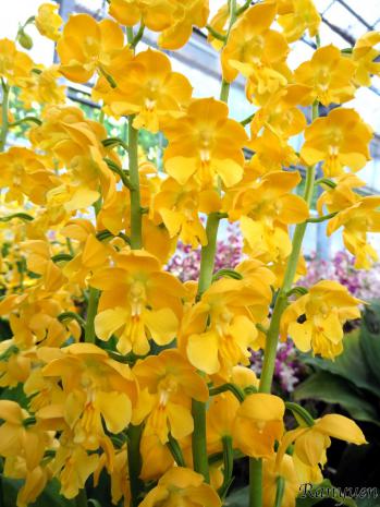 エビネ 蘭裕園 Ranyuen