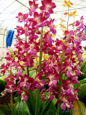 エビネ 蘭裕園 Ranyuen