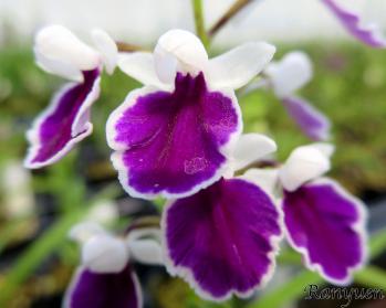 アワチドリ・夢ちどり 蘭裕園 Ranyuen