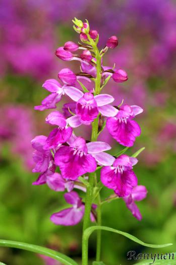 アワチドリ・夢ちどり 蘭裕園 Ranyuen