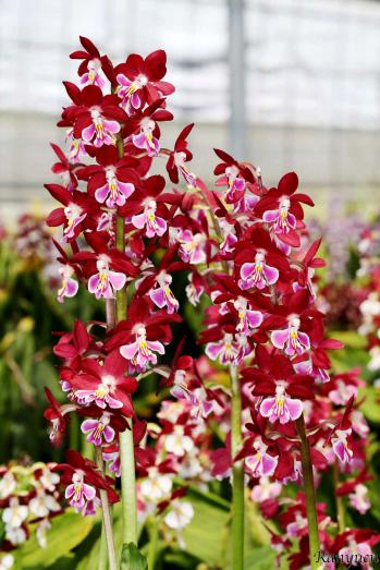 エビネ 蘭裕園 Ranyuen