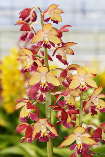 エビネ 蘭裕園 Ranyuen