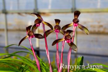 春蘭 蘭裕園 Ranyuen